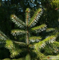 Picea brachytyla -- Sargent-Fichte